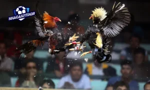 Mẹo chơi đá gà trực tuyến Thomo từ sư kê lâu năm